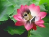 Rizky afrizal   [2]